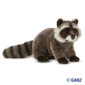 racoon beanie baby